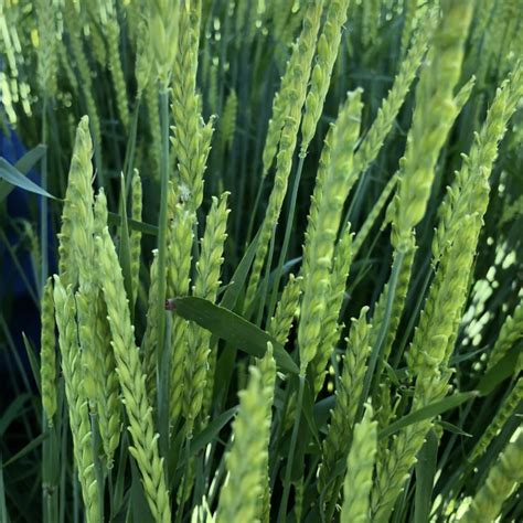 haymaker barley seed for sale.